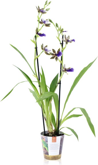 Zygopetalum (Zygopetalum 'Trozy Blue') D 12 H 45 cm