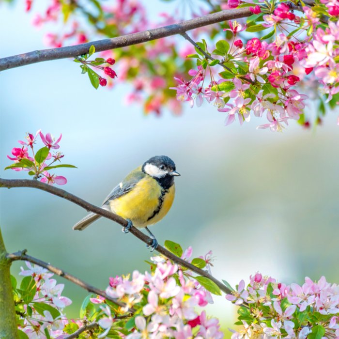 Greetz | Verjaardagskaart | vogeltje