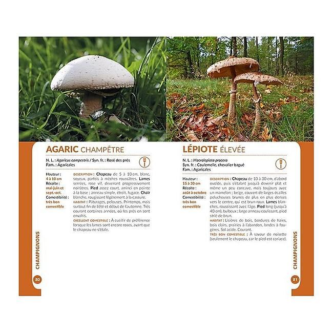 ARTEMIS - CHAMPIGNONS DES ALPES