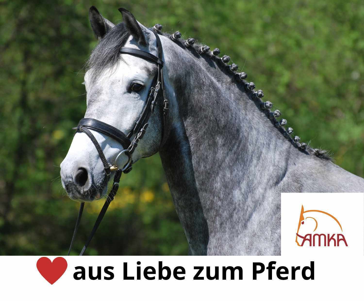 AMKA Knebeltrense Schenkeltrense