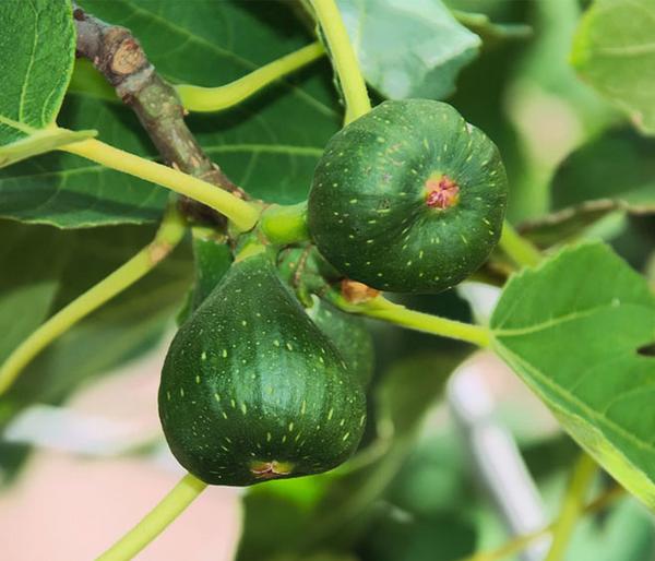 Feige 'Pfälzer Fruchtfeige'