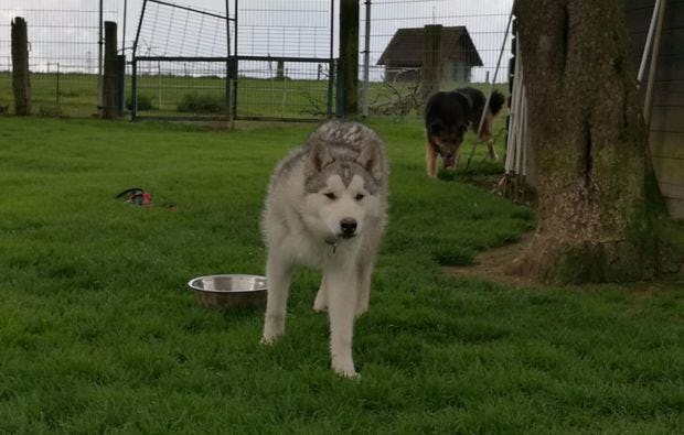 Husky-Trekking in Goch als tierisches Geschenk