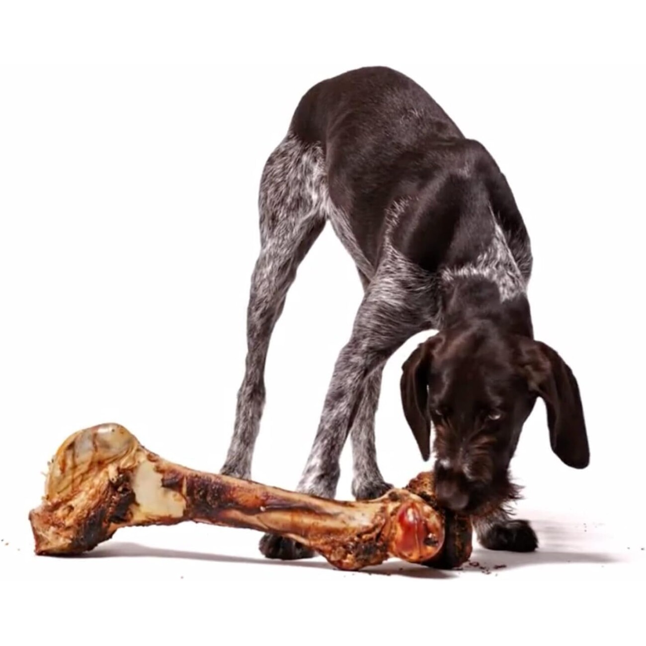 Irish Pure Giant Beef Bone