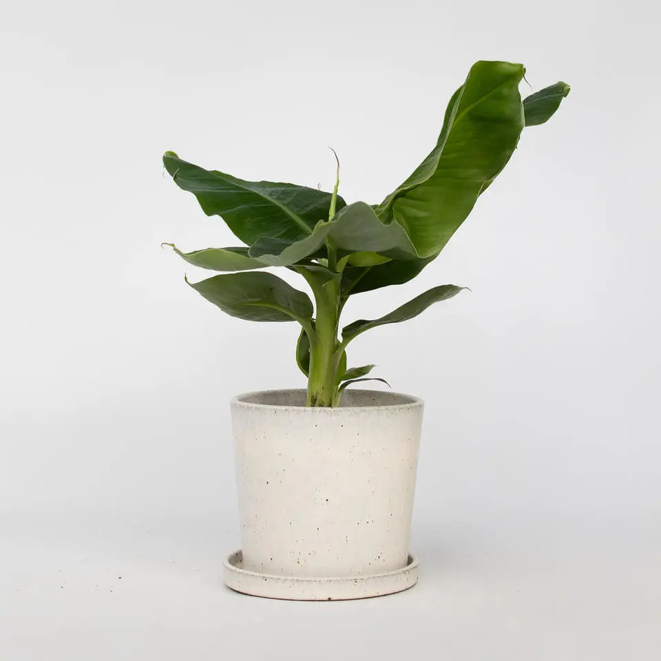 Bananenplant - Musa 'Oriental Dwarf' - Hoogte 25-40cm - ⌀12cm