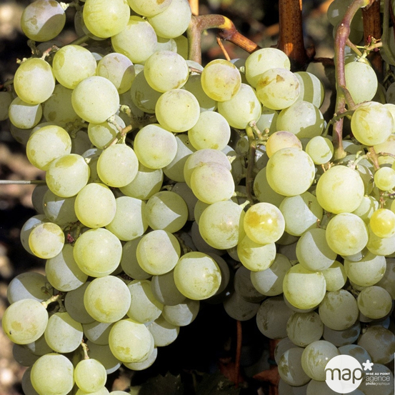 Vigne 'Muscat d'Alexandrie' : pot de 3 litres