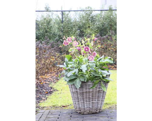 Kerstroos, Lenteroos FloraSelf Helleborus orientalis Viv Ø 19 cm pot dubbele bloemen