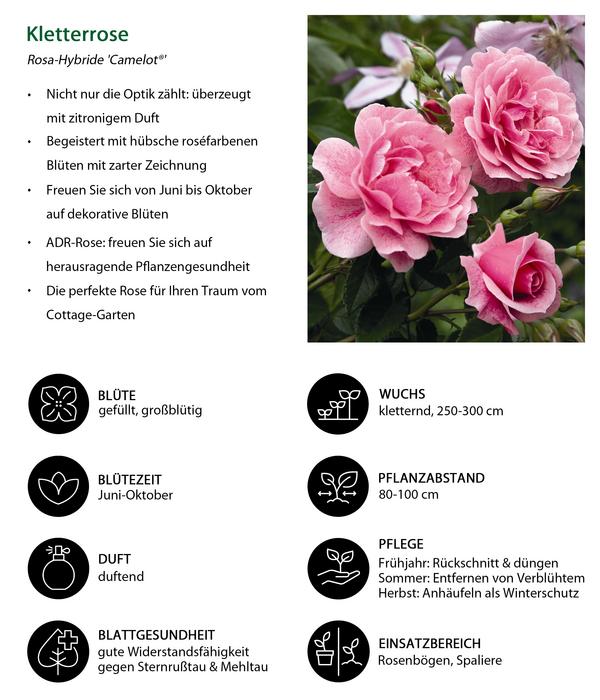 Kletterrose 'Camelot®'