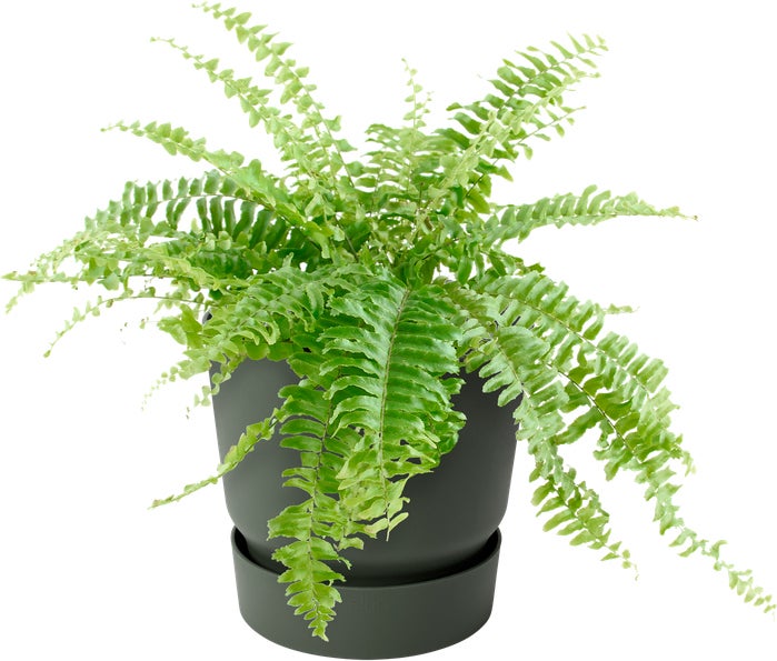 Elho balkonbak Greenville groen D 25,1 H 23,7 cm