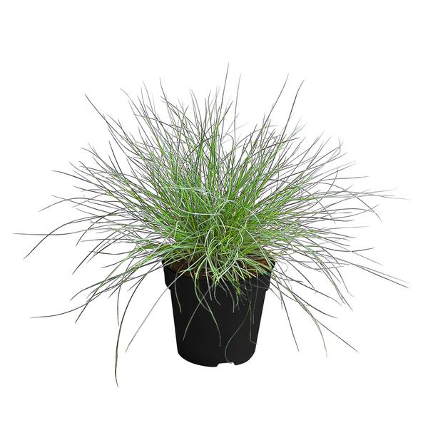 Blauschwingel 'Compact Blue'