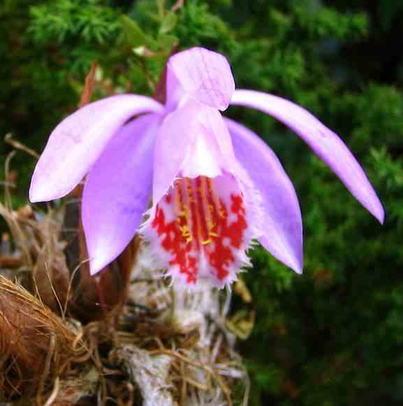 Pleione 'verdi' taille pot de 1 litre - 0/40 cm