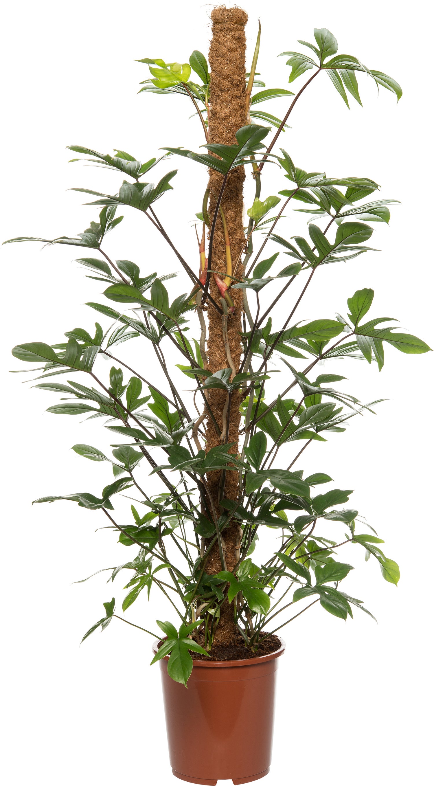 Philodendron (Philodendron pedatum) D 27 H 150 cm