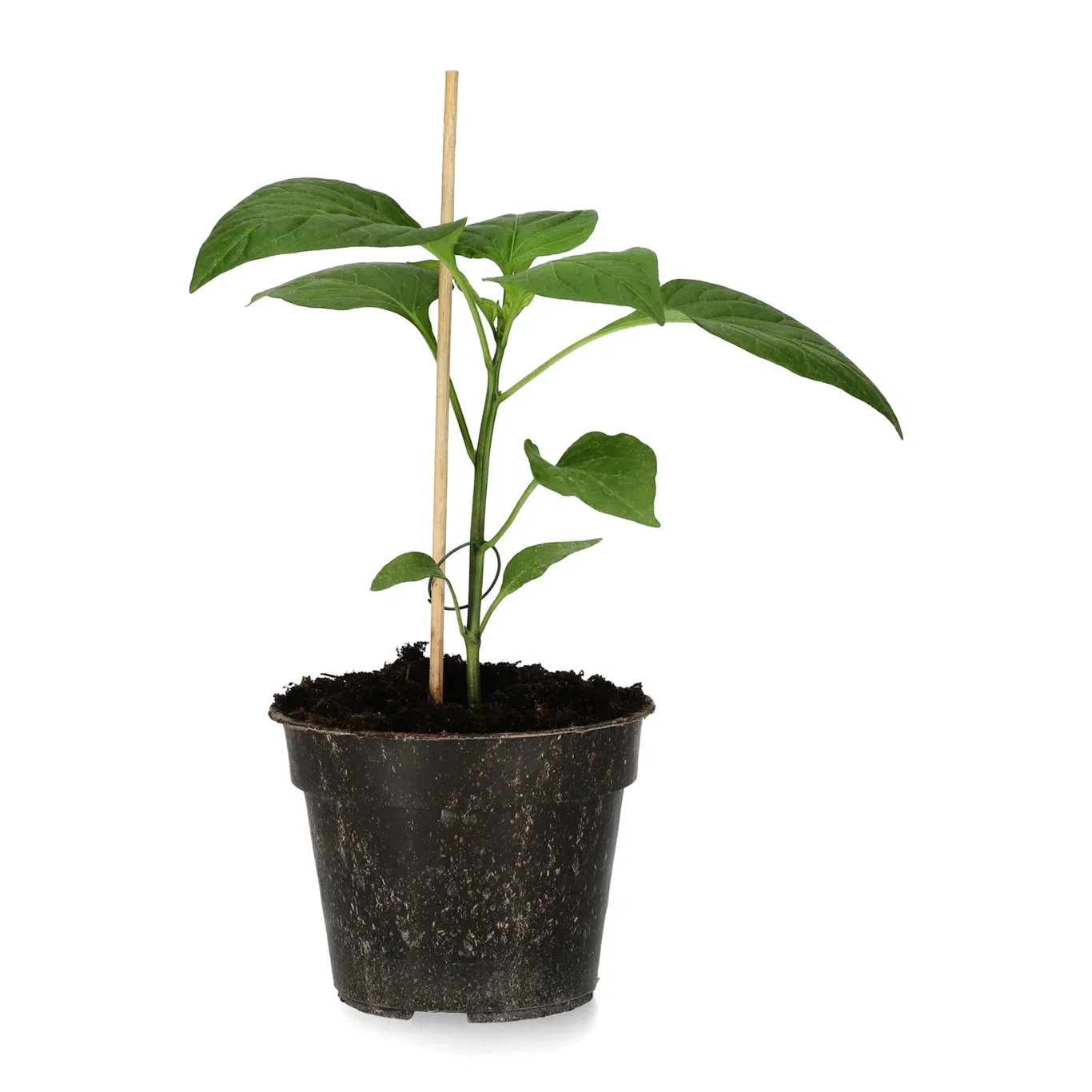 All Nature Capsicum annuum 'Corno di Toro Rosso' Snackpaprika 'Corno di Toro Rosso' Ø10,5 cm