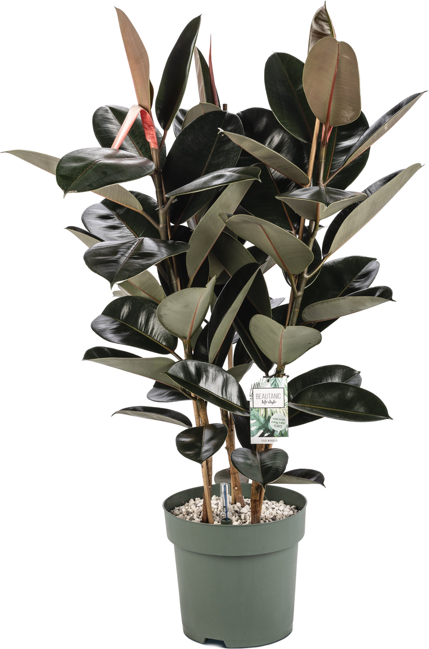 Rubberboom (Ficus elastica 'Robusta') D 30 H 120 cm
