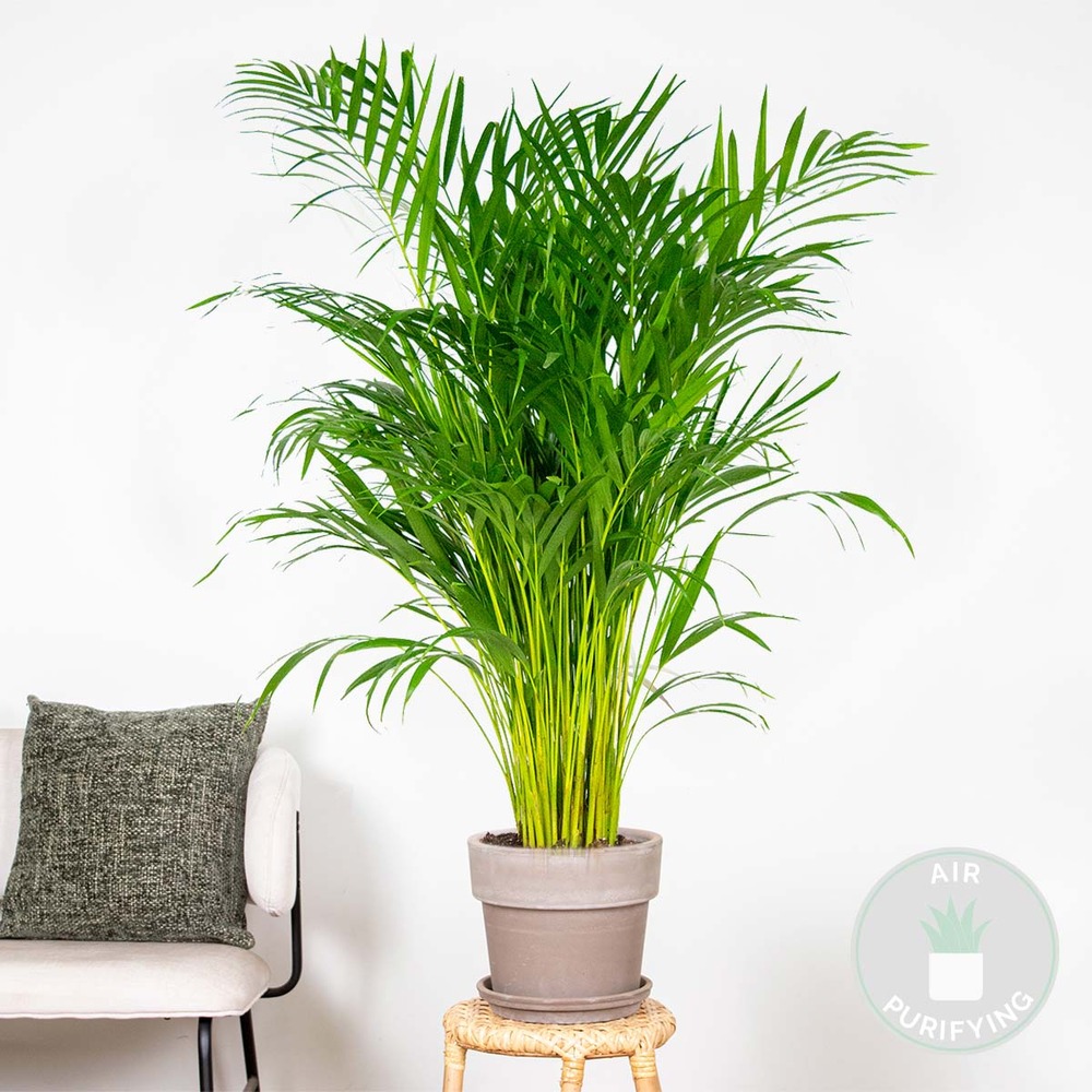 Dypsis lutescens - palmier dorés - plante d'intérieur - entretien facile – ⌀21 cm - ↕100-110 cm