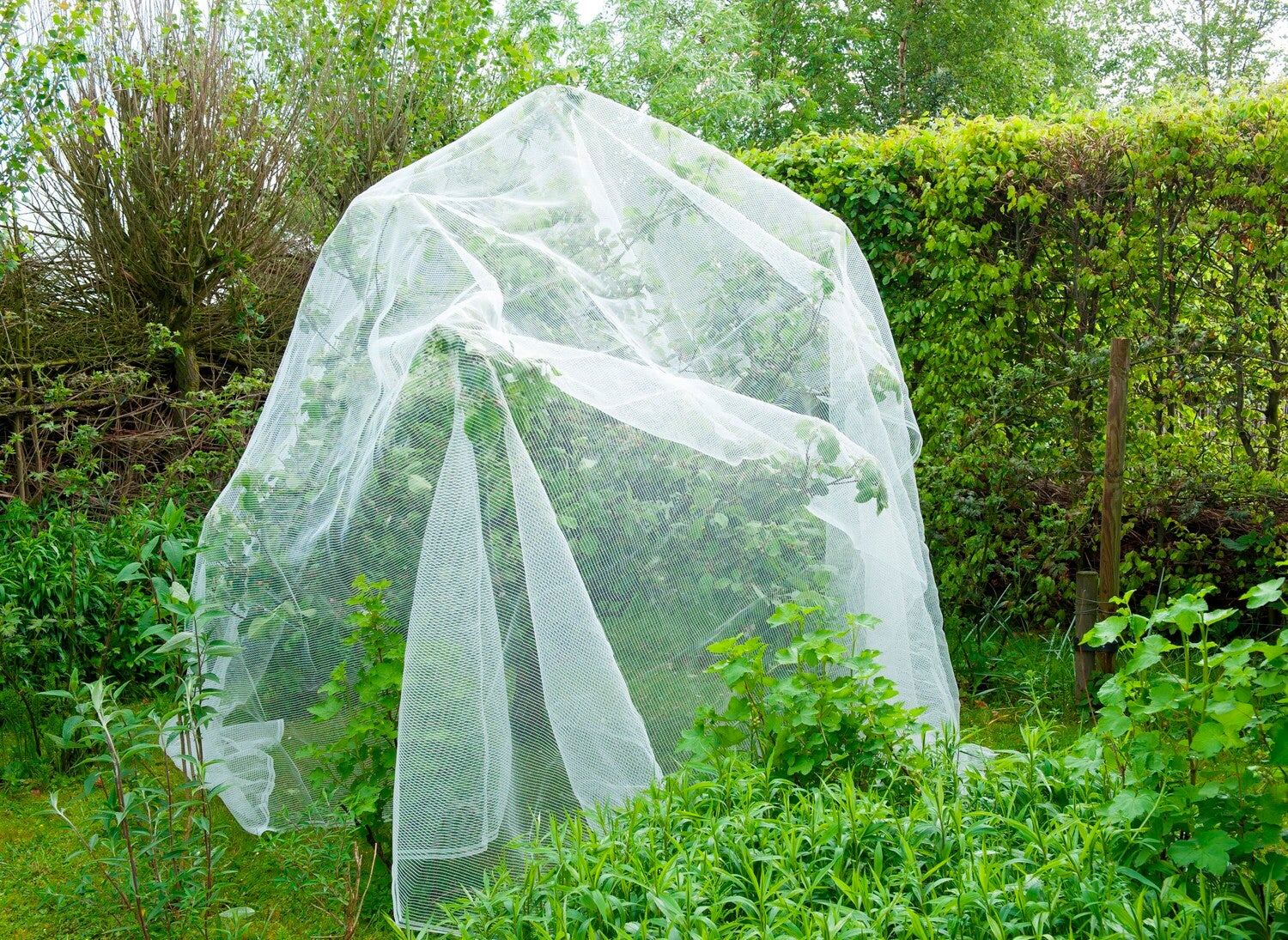 Nature insectengaas tegen fruitmot 5,20x5m
