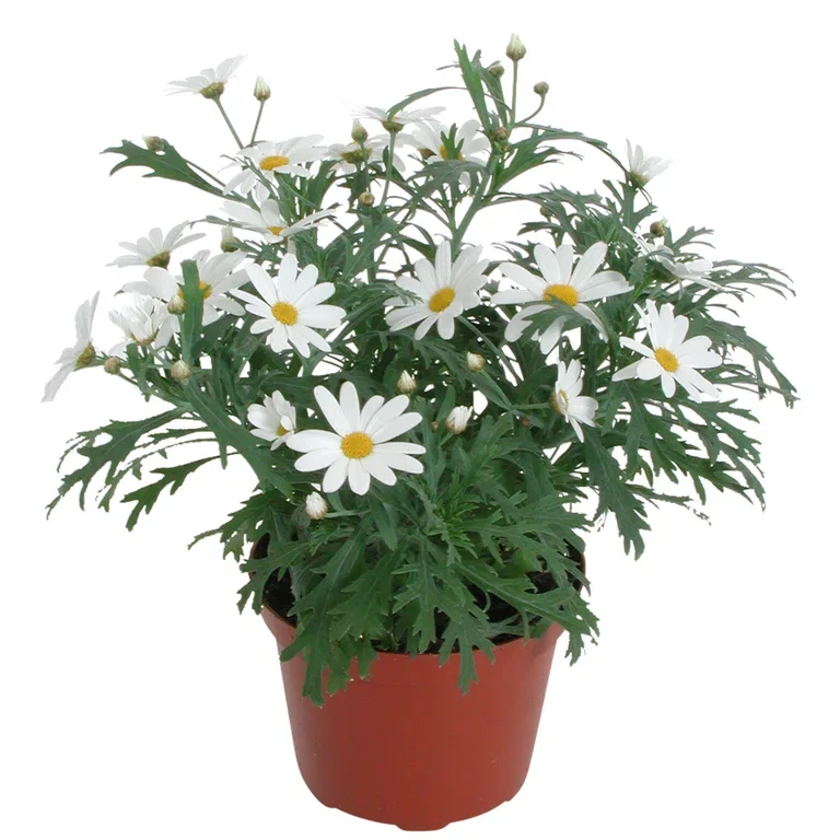 Argyranthemum White 10,5 cm Margeritt Dana Ø10,5 cm