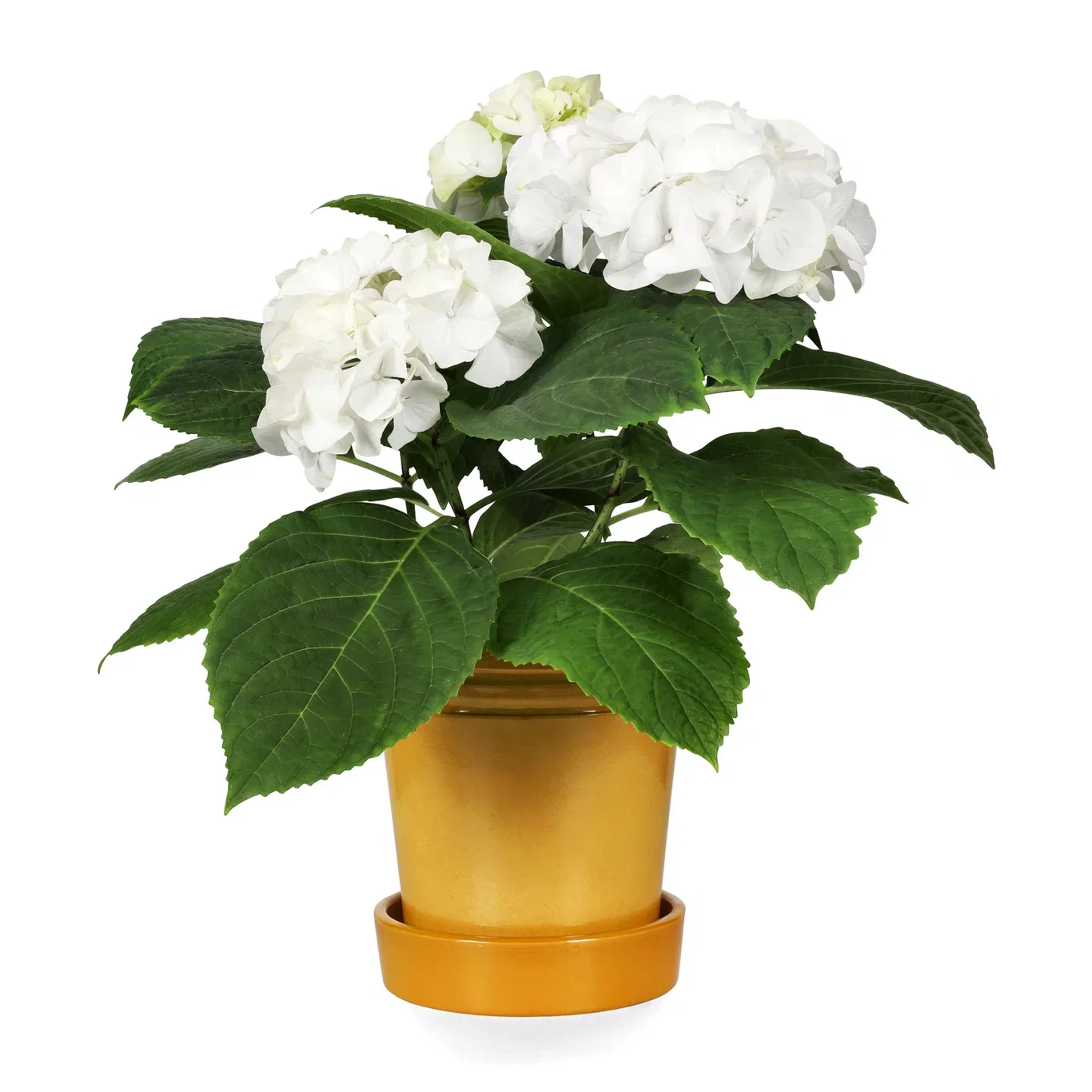 Hydrangea macrophylla Hortensia Høyde 35 cm