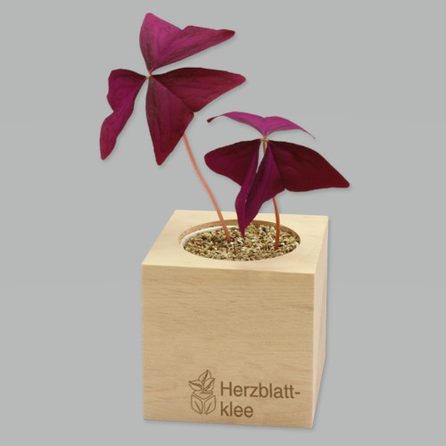 Ecocube Pflanze im Holzwürfel Bio Samen Geschenkidee (FGR292482) - Herzblattklee
