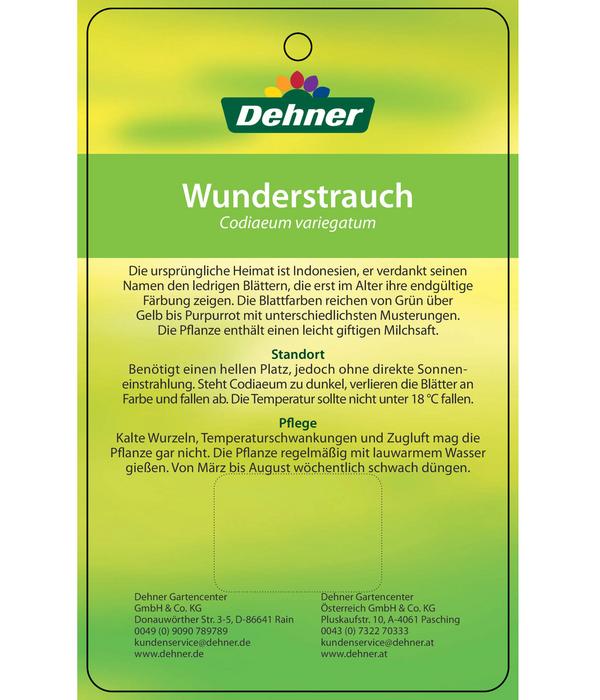 Wunderstrauch - Codiaeum variegatum,