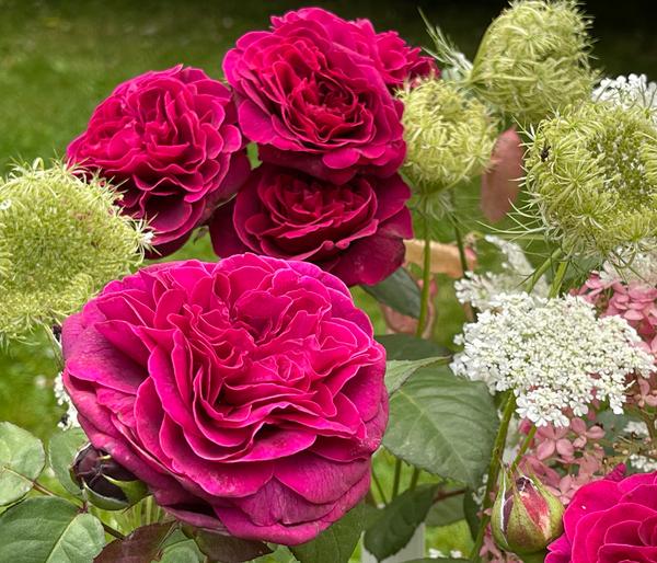 Nostalgie-Edelrose 'Deep Secret'