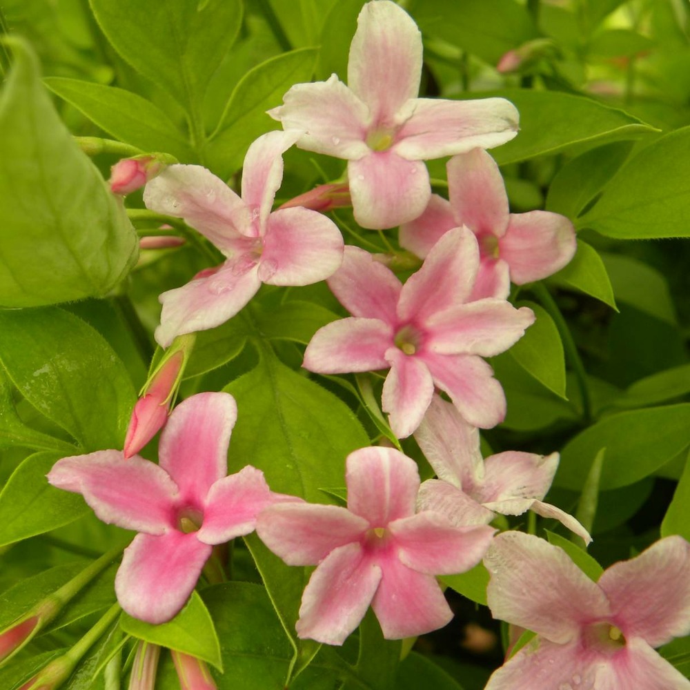 Jasmin x stephanense/jasminum x stephanense[-]godet - 5/10 cm