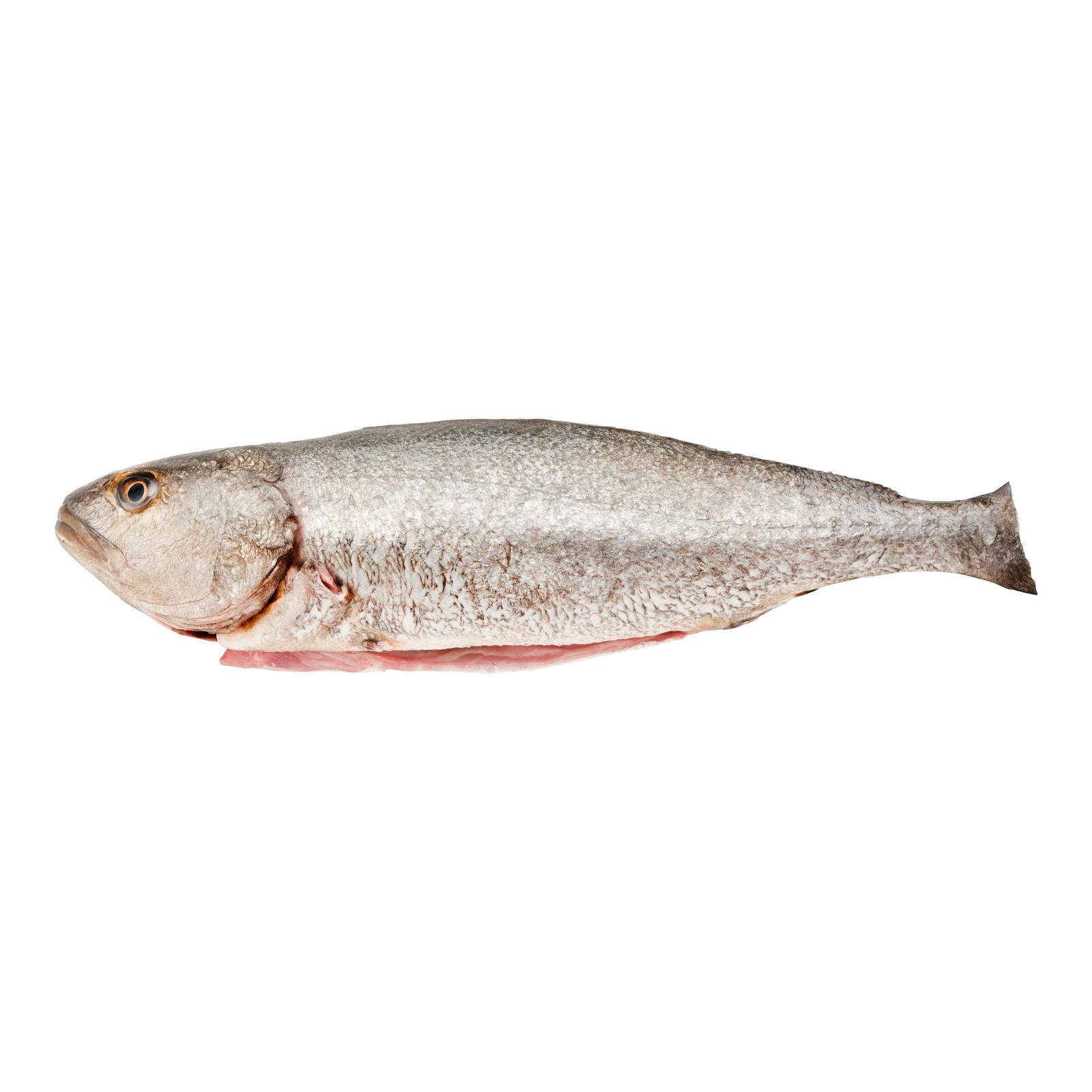 Corvina nettoyée avec tête