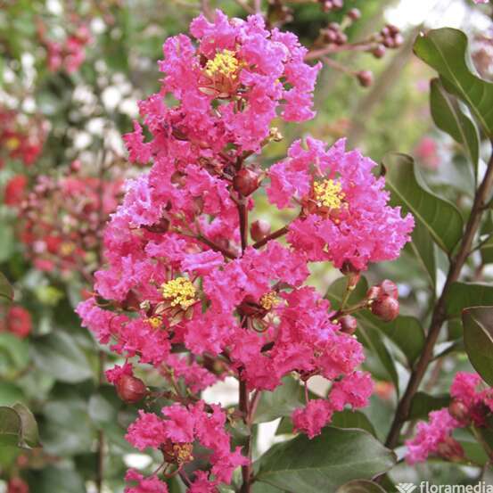 Lilas des Indes pot 15L, variétés variables