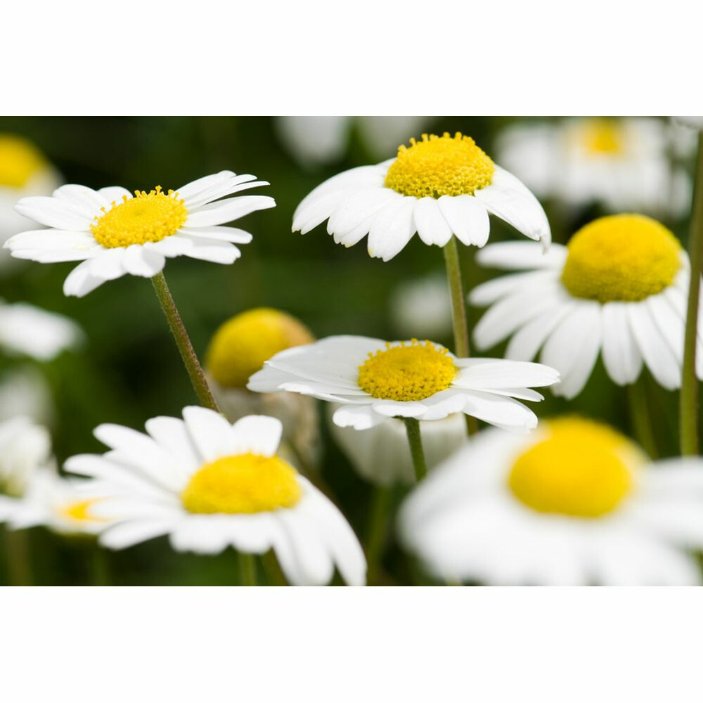 WELEDA Dermalotion 50 ml