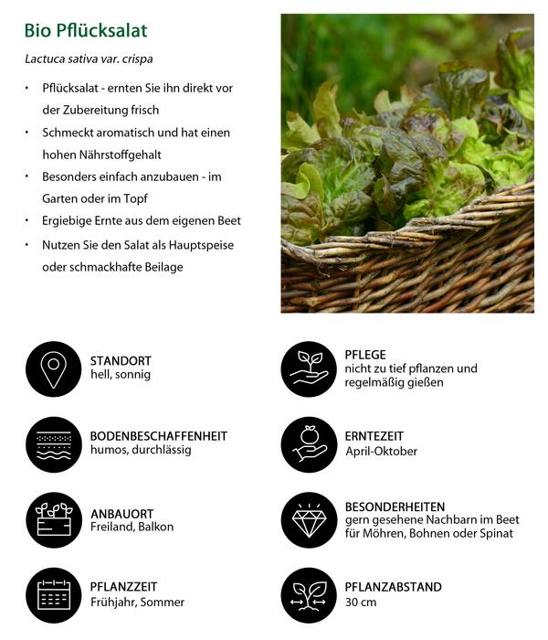 Bio Pflücksalat, 6er Schale