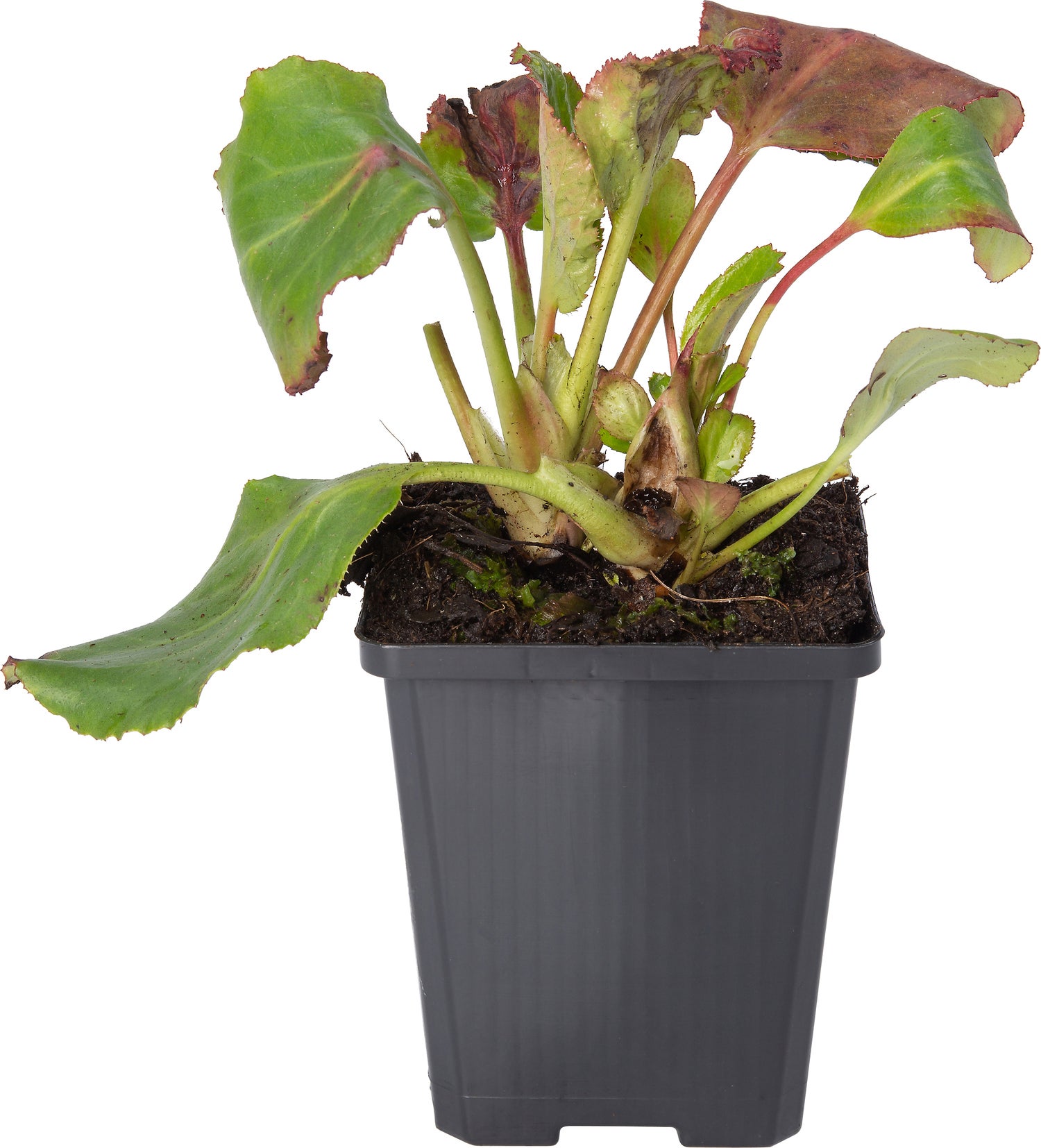 Schoenlappersplant (Bergenia 'Winterglöd') D 9 H 10 cm