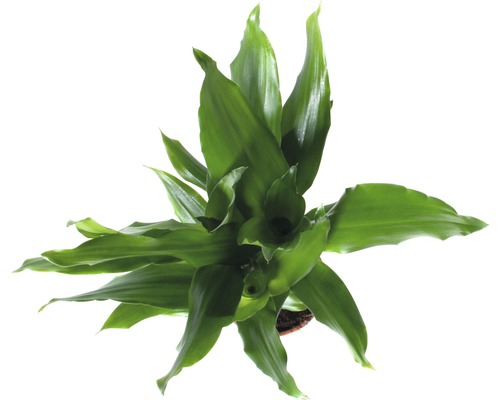 Drakenboom FloraSelf Dracaena fragrans 'Steudneri Green' H 40-50 cm Ø 11 cm pot
