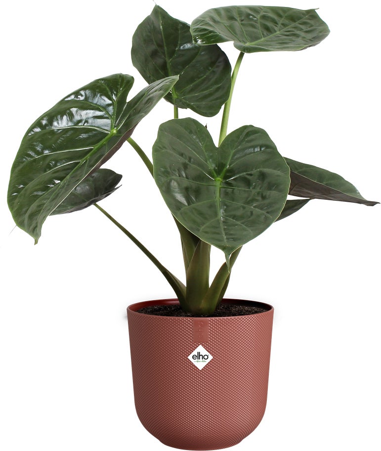 Elho bloempot Jazz rood D 26 H 24,2 cm