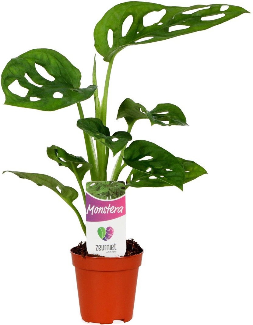 Gatenplant (Monstera 'Monkey Mask') D 5,5 H 25 cm