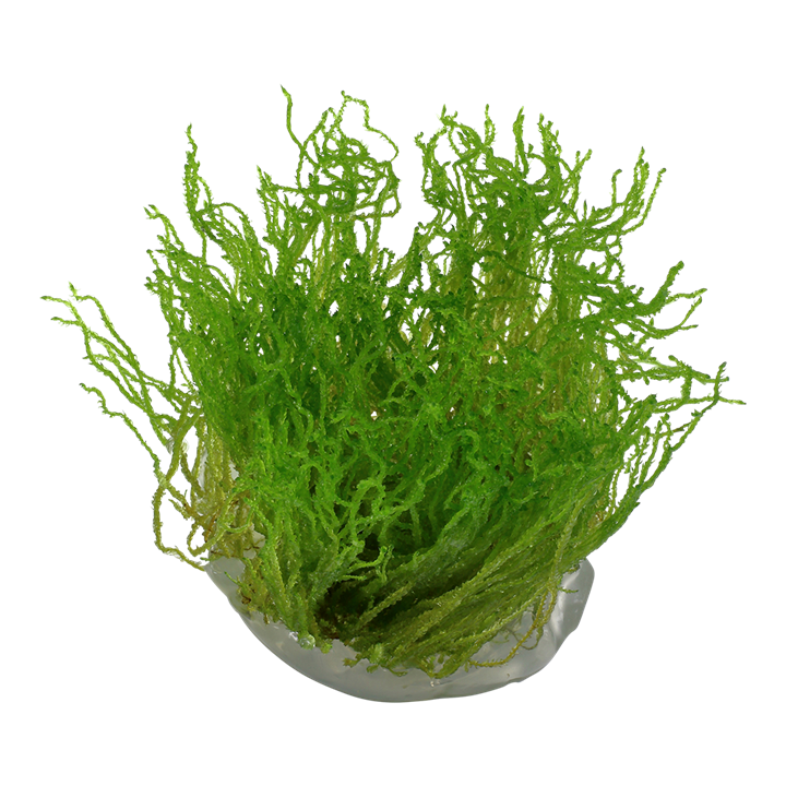Waterplant Taxiphyllum sp. Flame Moss