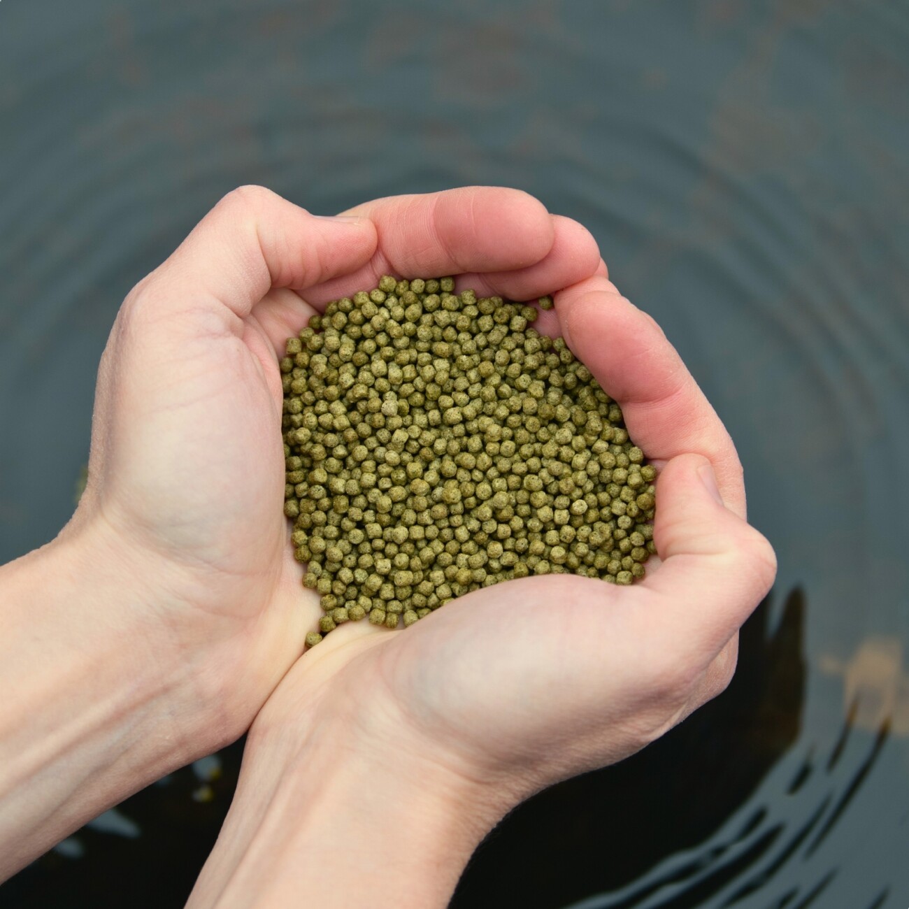 Lyra Pet Lyra Pond Pond Koi Beauty Pellets Staple im Eimer 10 l