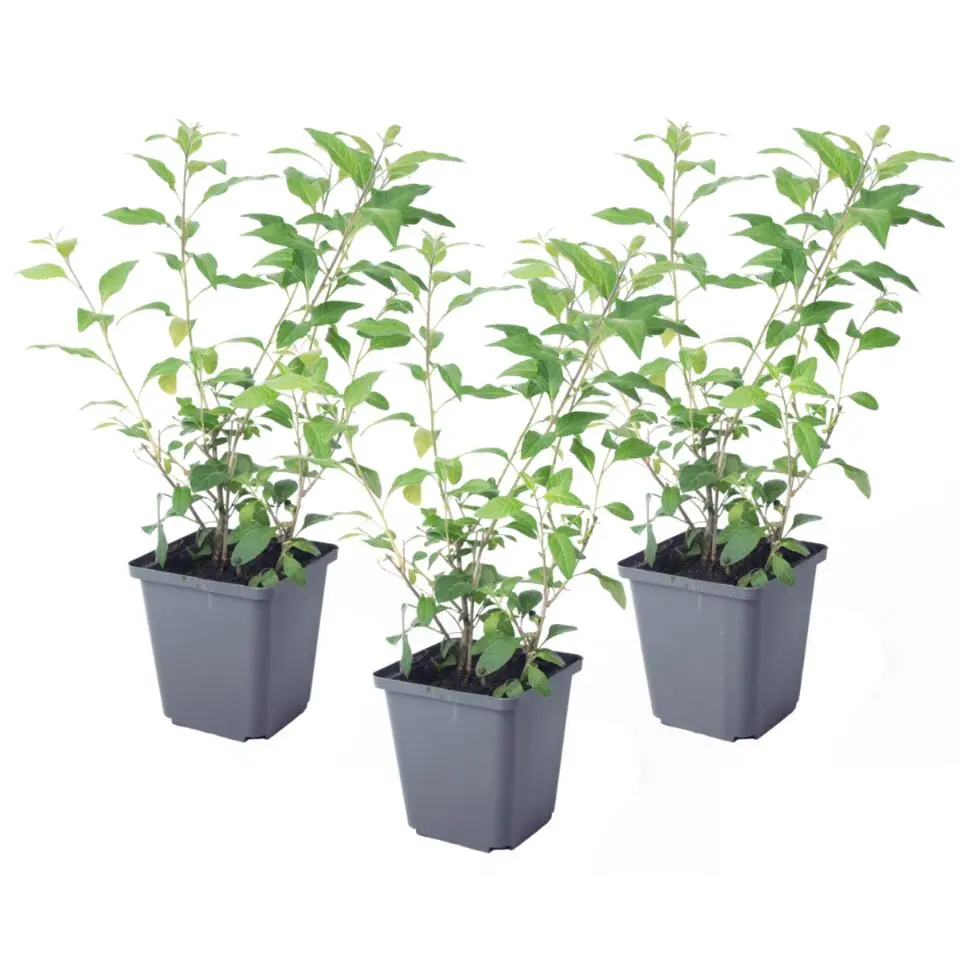 Nachtschade - Set van 3 - Lycianthes rantonnetii - Hoogte 25-40cm - ⌀9cm