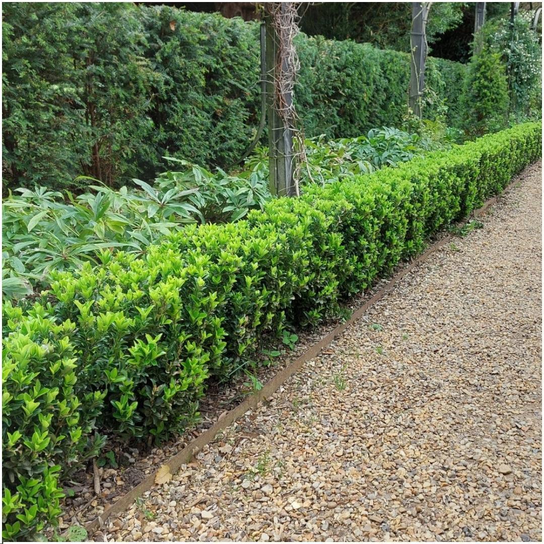 Euonymus japonicus 'green spire' - lot de 6