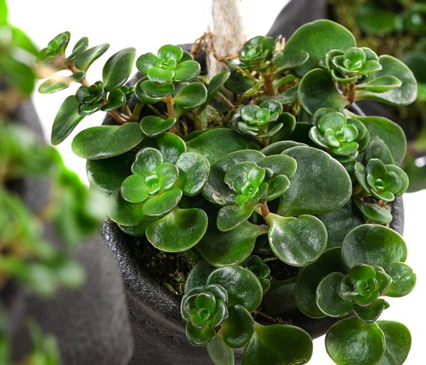 Wandhänger mit Fetthenne - Sedum makinoi