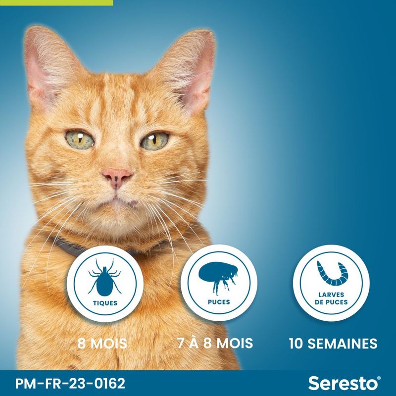 Seresto Collier chat