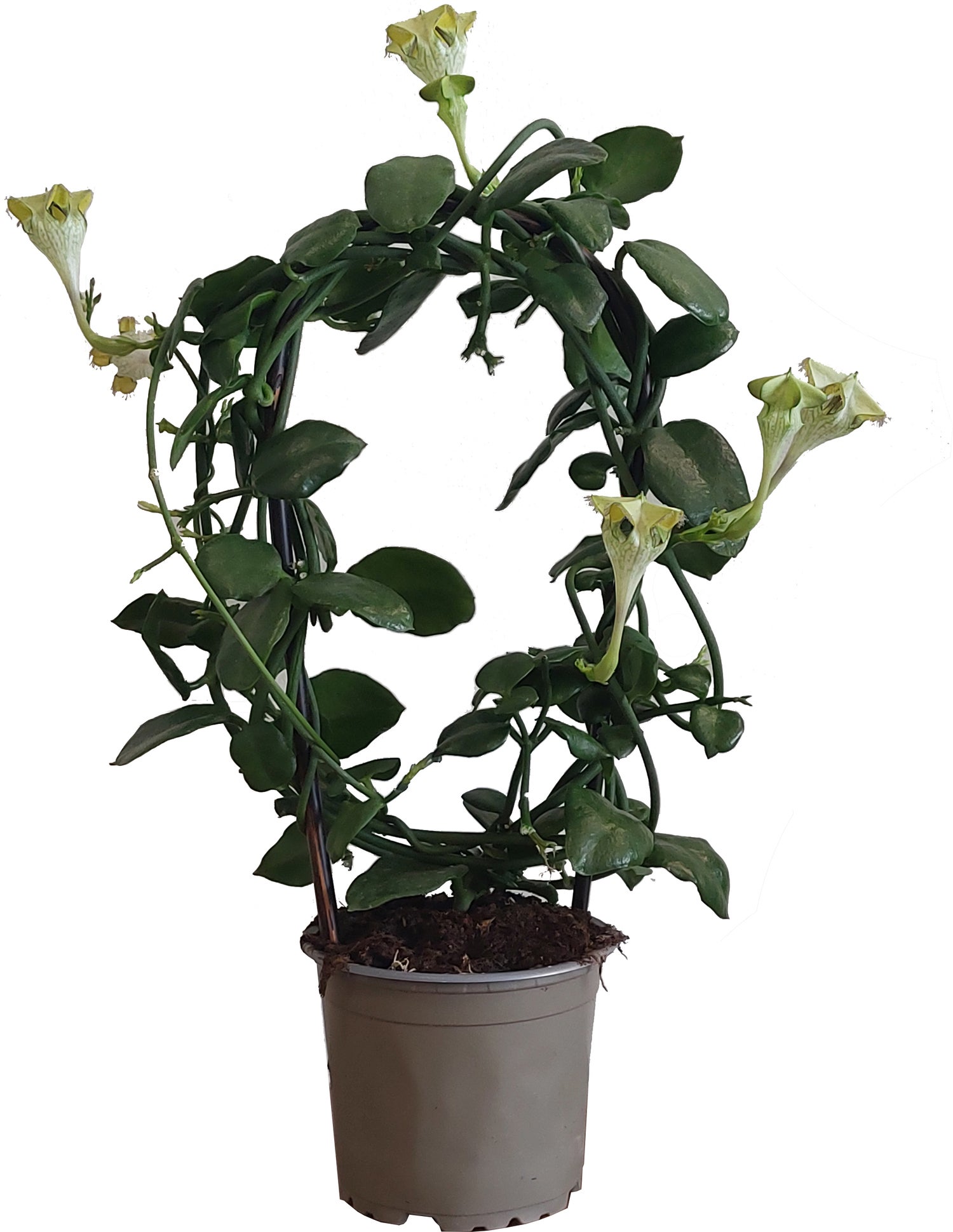 Lantaarnplantje op boog (Ceropegia sandersonii) D 12 H 40 cm