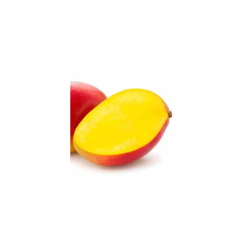 Manguier mangifera indica var.palmer taille pot de 7 litres ? 80/100 cm - jaune