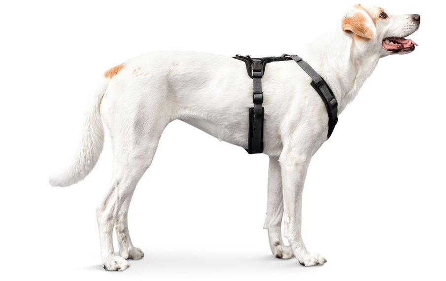 Geschirr Maldon, XS, Schwarz/GrauHundegeschirr