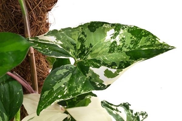 Purpurtute - Syngonium podophyllum 'Albo