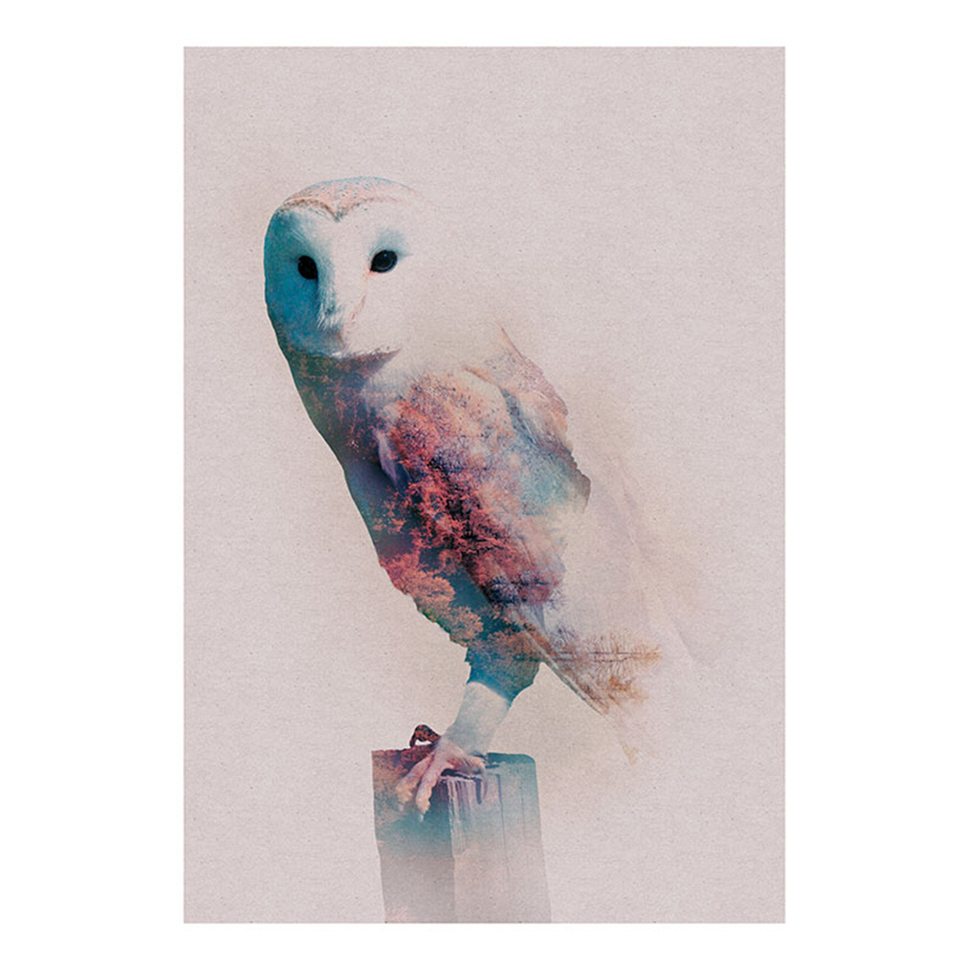 Wandbild ANIMALS FOREST OWL - 50x70 cm