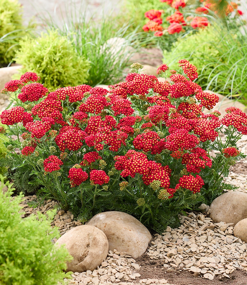 Achillea 'Short Red®'