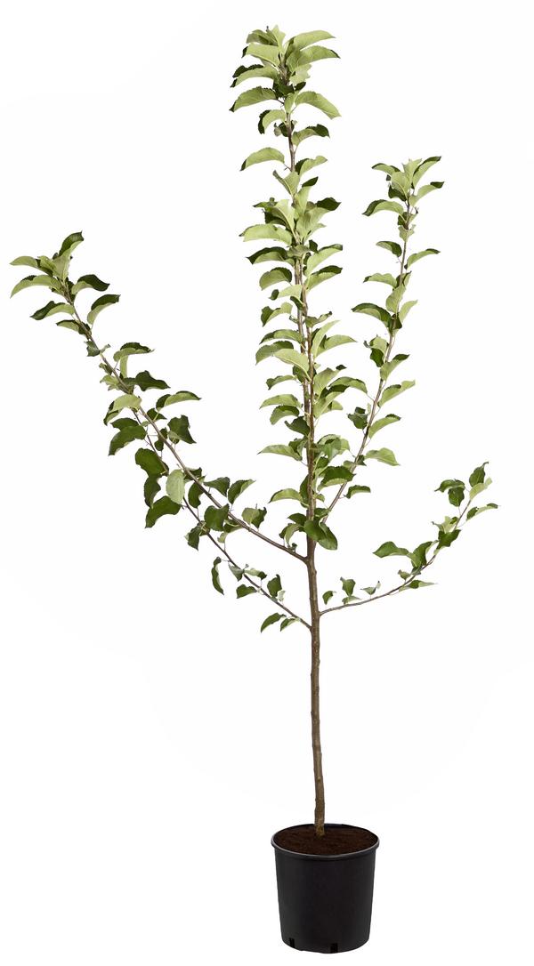 Winterapfel 'Jonagold'