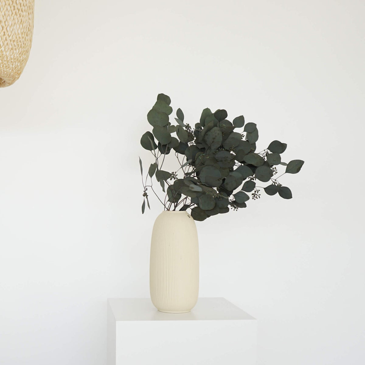 Eucalyptus populus met bessen | bosje