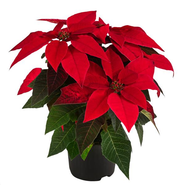 Weihnachtsstern - Euphorbia pulcherrima