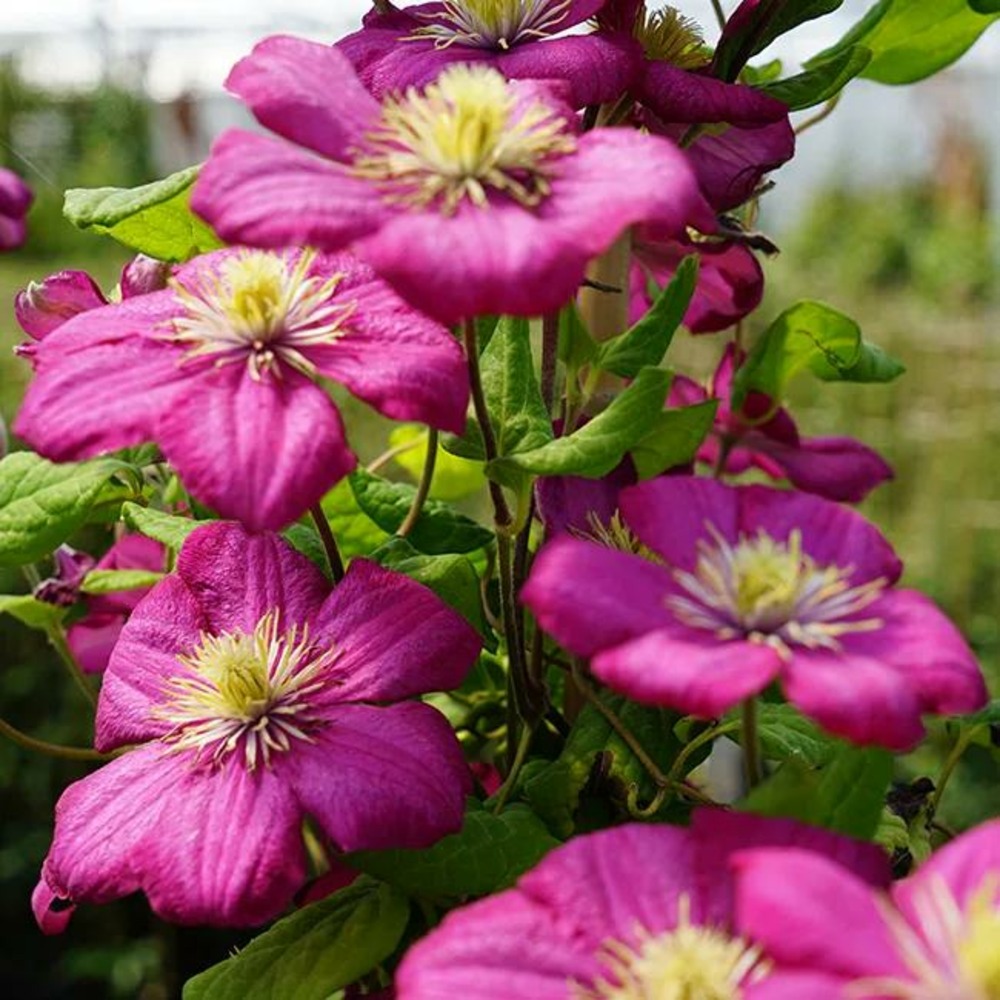 Clématite 'ville de lyon' - clematis 1,5l