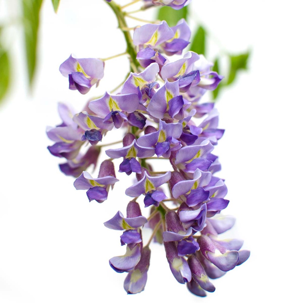 2x glycine prolifique – glycine – plante grimpante – facile d'entretien - ⌀15 cm - ↕60-70 cm